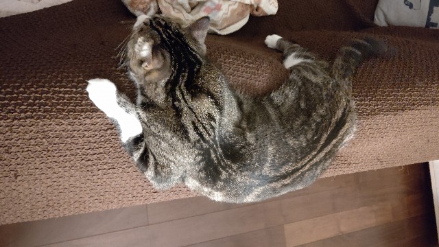 f:id:shounmama:20201116170303j:image