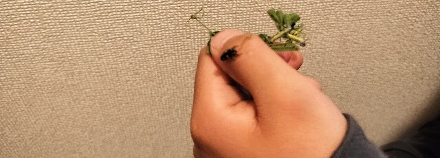 f:id:shovelmama:20240412051205j:image f:id:shovelmama:20240412051205j:image