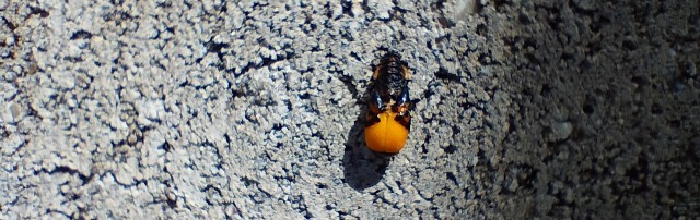 f:id:shovelmama:20240412052521j:image f:id:shovelmama:20240412052521j:image