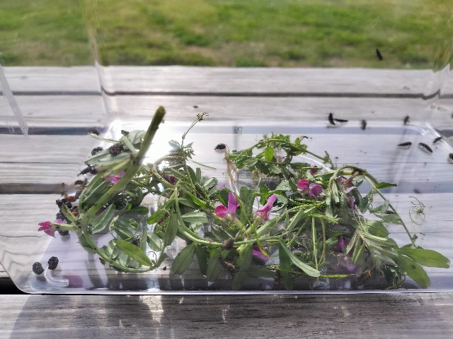 f:id:shovelmama:20240412070111j:image f:id:shovelmama:20240412070111j:image