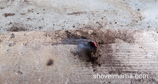 f:id:shovelmama:20240610232538j:image