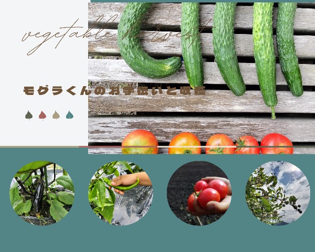 f:id:shovelmama:20240617150446j:image