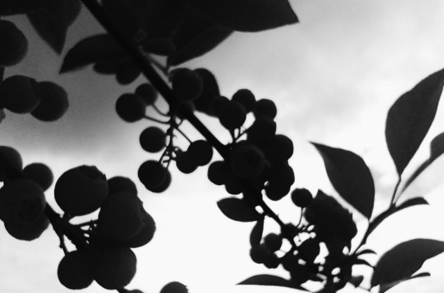 f:id:shovelmama:20240617150733j:image