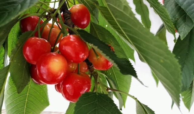 f:id:shovelmama:20240622121541j:image