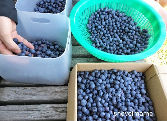 f:id:shovelmama:20240727150445j:image f:id:shovelmama:20240727150445j:image