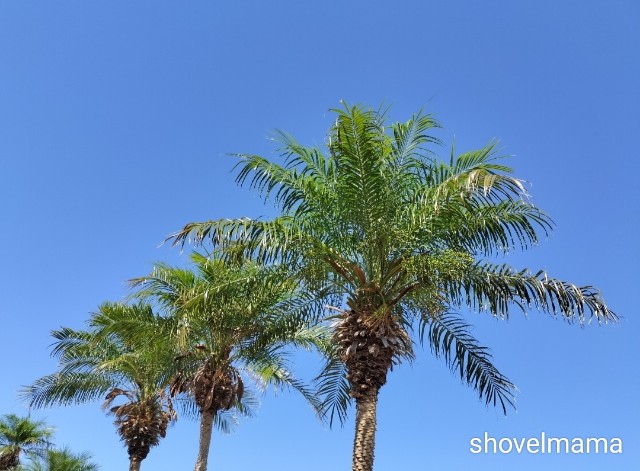 f:id:shovelmama:20240808092628j:image