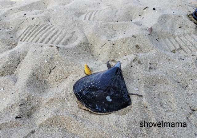 f:id:shovelmama:20240809171524j:image