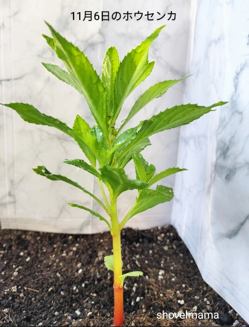 f:id:shovelmama:20241106075859j:image f:id:shovelmama:20241106075859j:image