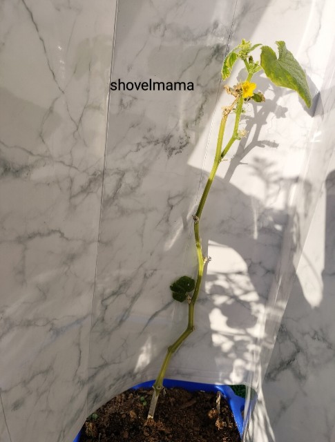 f:id:shovelmama:20241126080402j:image