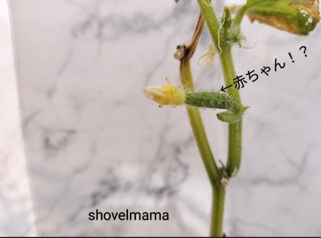 f:id:shovelmama:20241126080527j:image