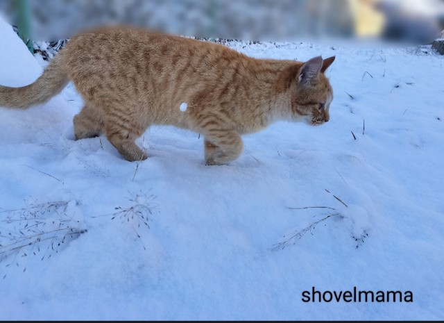 f:id:shovelmama:20250207013459j:image