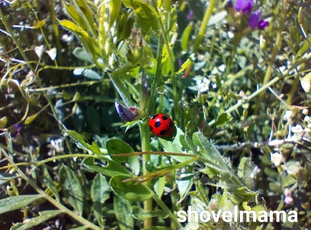 f:id:shovelmama:20250404223114j:image