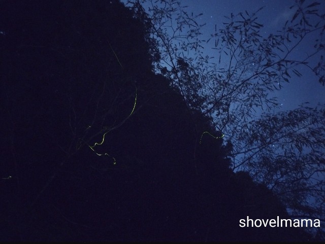 f:id:shovelmama:20250622064509j:image