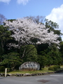 [桜]神宮司庁手前の桜