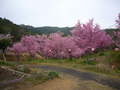 [桜]横山ビジターセンターの隣に桜がたくさんある。