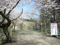 [桜]松坂城跡