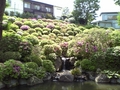 [寺社][植物]根津神社 つつじ