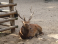 [寺社][動物]鹿島神宮 鹿園