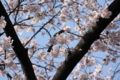 [桜][鳥]