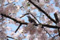 [桜][鳥]