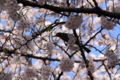 [桜][鳥]