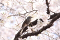 [桜][鳥]