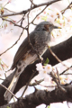 [桜][鳥]