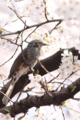 [桜][鳥]