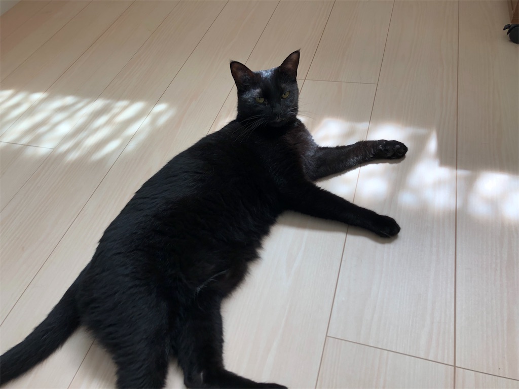 f:id:showjyoneco:20191026025925j:image f:id:showjyoneco:20191026025925j:image