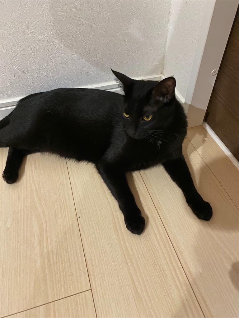 f:id:showjyoneco:20191026030151j:image f:id:showjyoneco:20191026030151j:image
