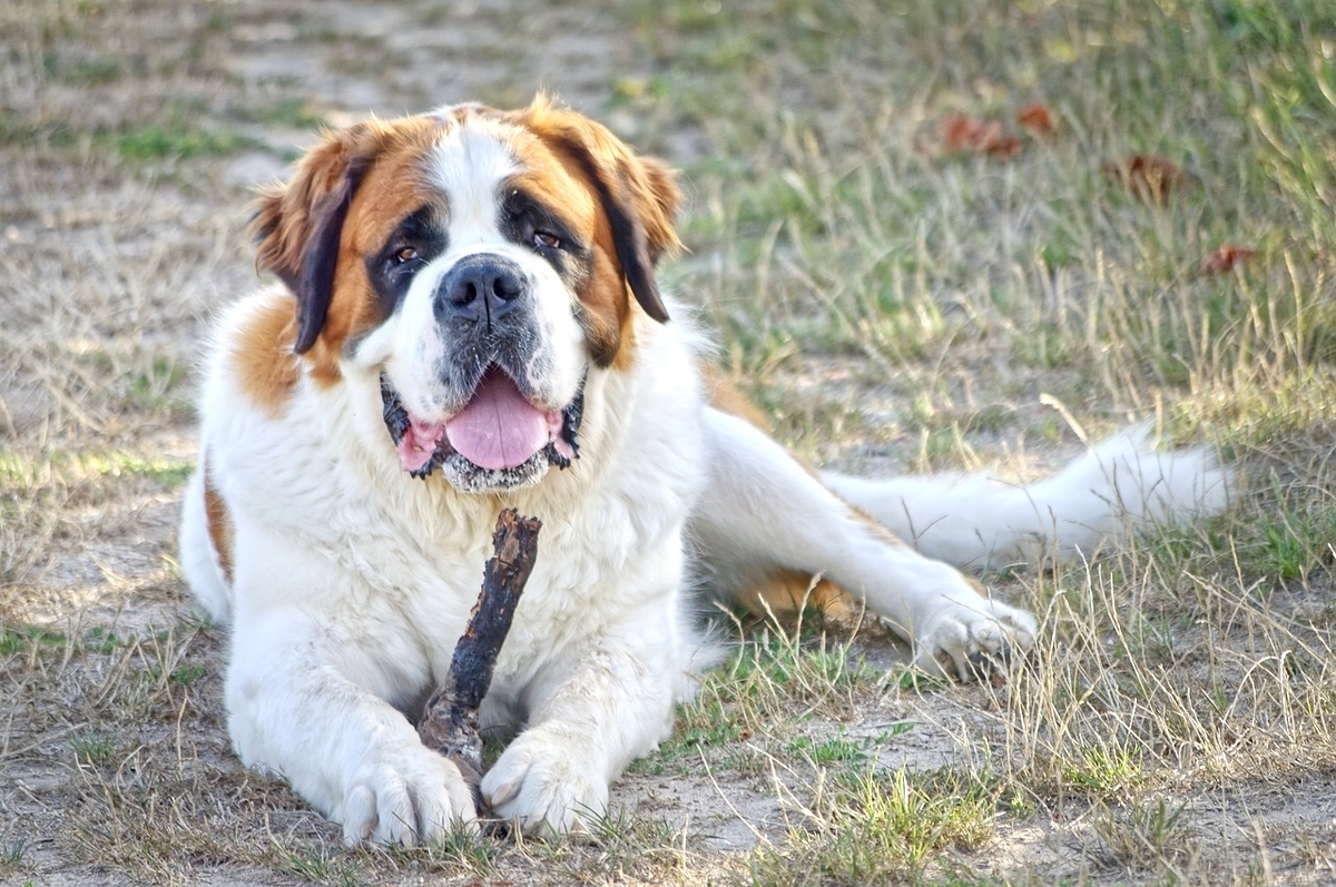 大きいけど穏やかで癒やしの存在♡セントバーナードを飼う魅力