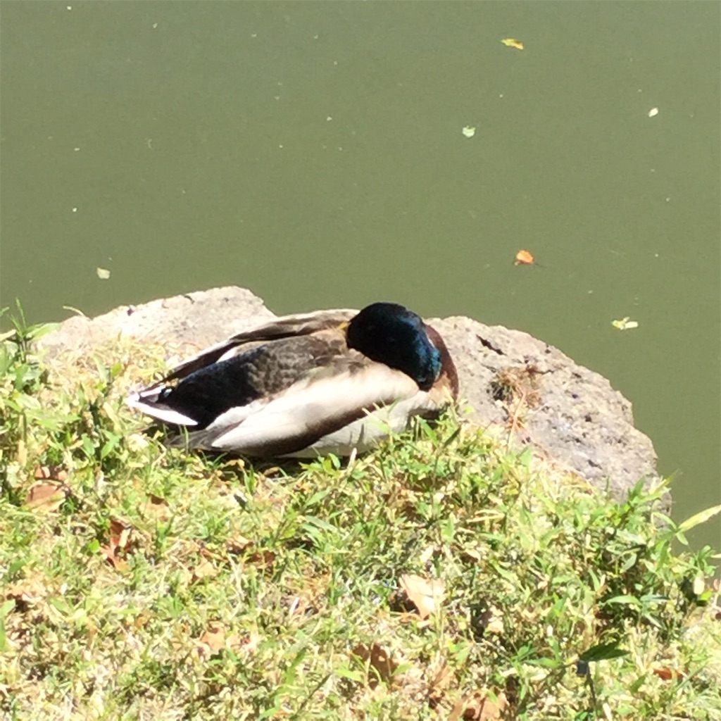 f:id:showtaro-aoki:20190417163907j:plain f:id:showtaro-aoki:20190417163907j:plain