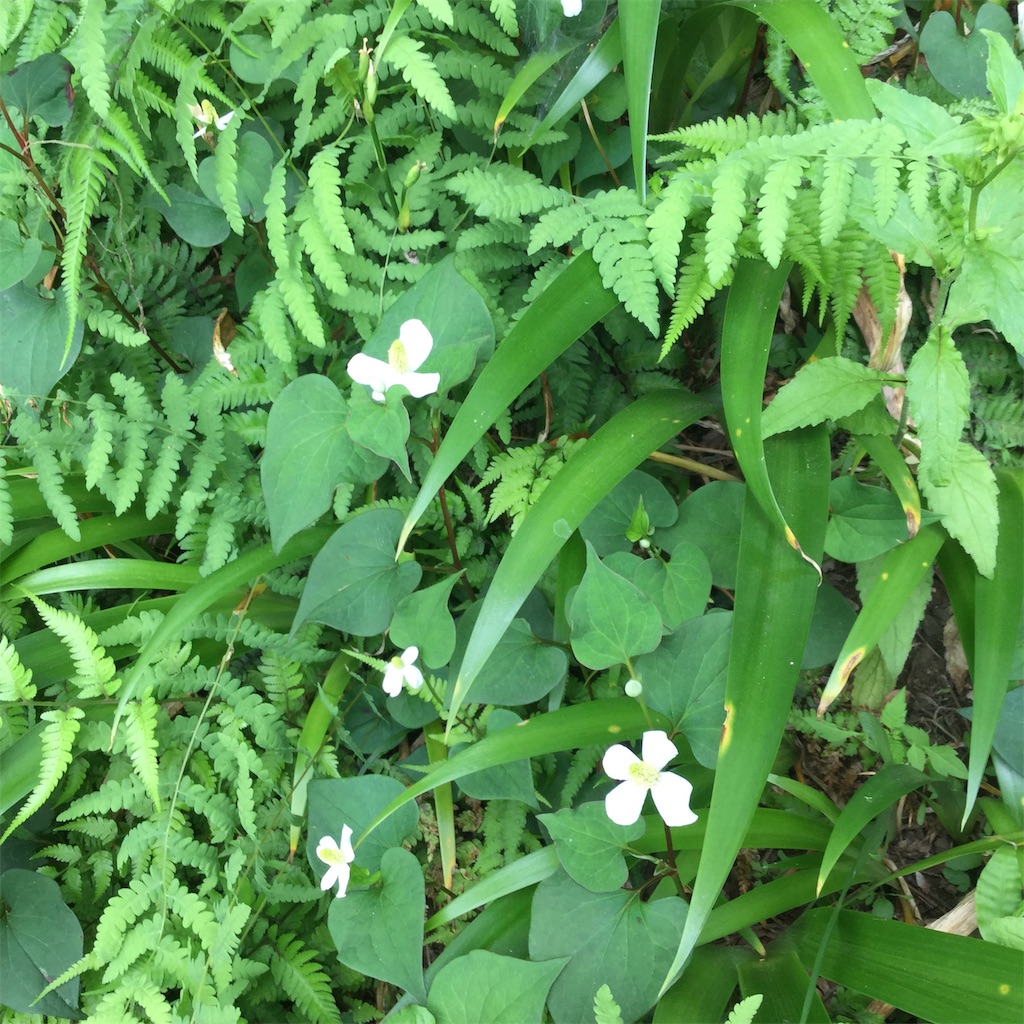 f:id:showtaro-aoki:20190621140655j:plain f:id:showtaro-aoki:20190621140655j:plain