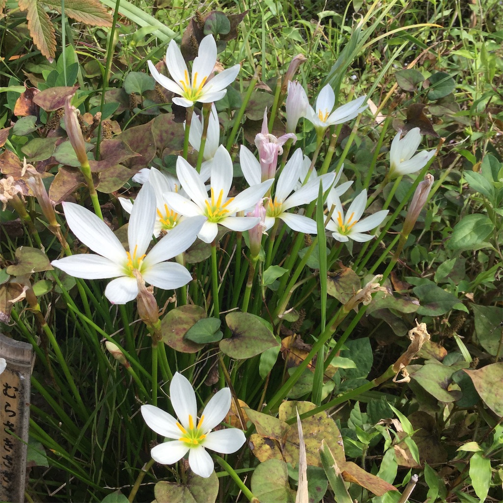 f:id:showtaro-aoki:20191021160710j:plain f:id:showtaro-aoki:20191021160710j:plain