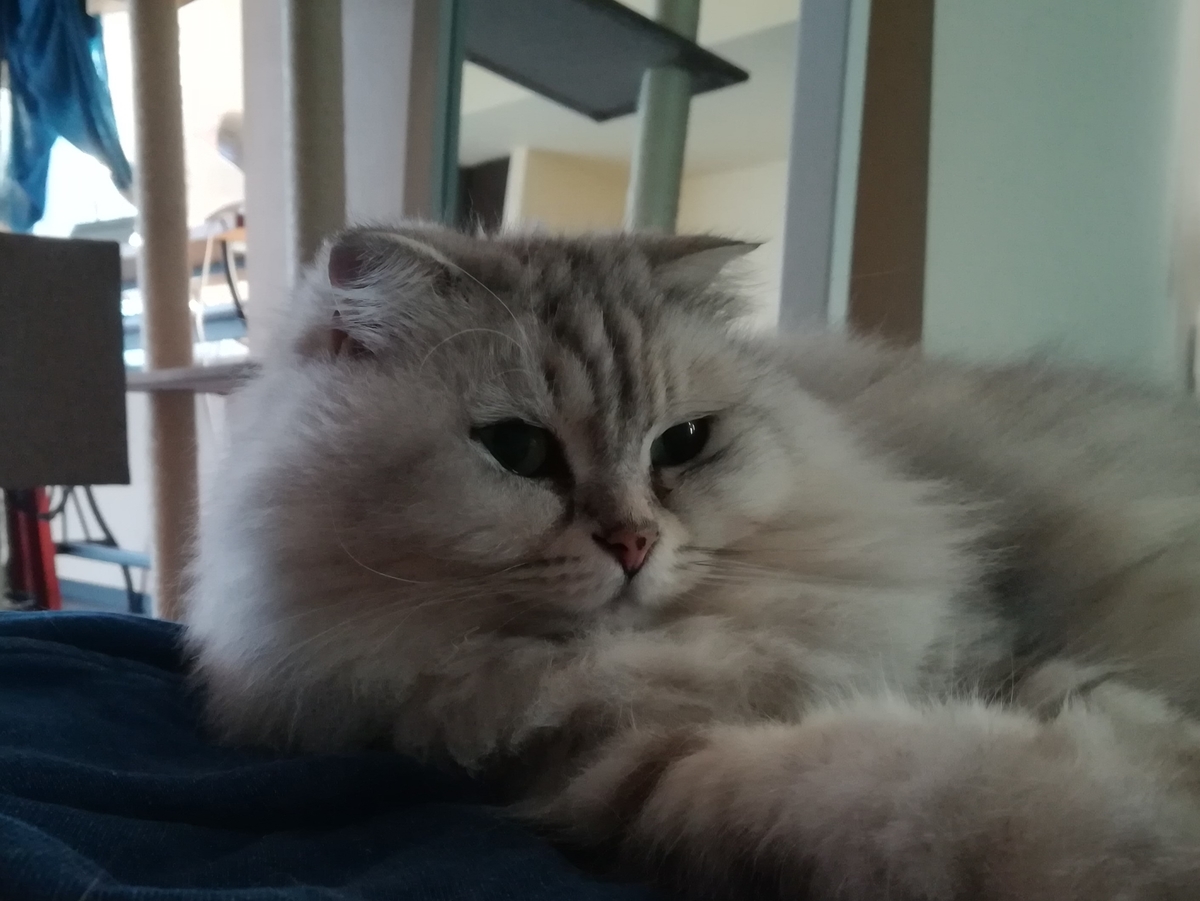 f:id:shoya3pei:20191002154935j:plain