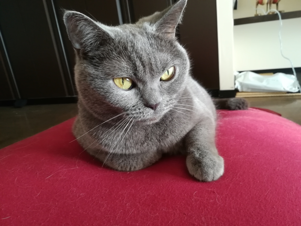 f:id:shoya3pei:20191003124333j:plain