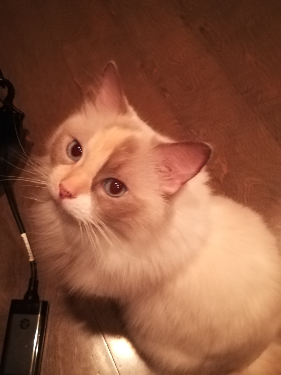 f:id:shoya3pei:20191005100822j:plain