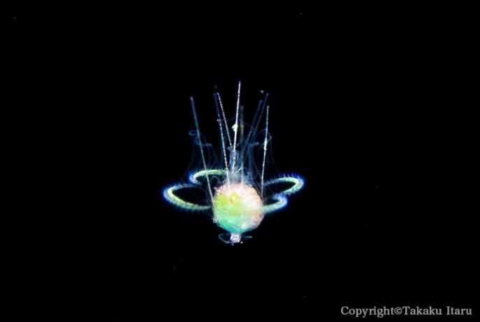 ドリーシュの 新生気論 浮動点から世界を見つめる