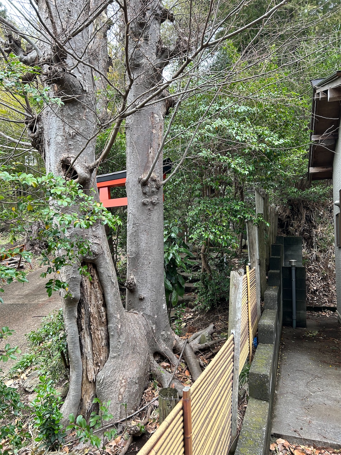 f:id:shrine_junkie:20250201220600j:image