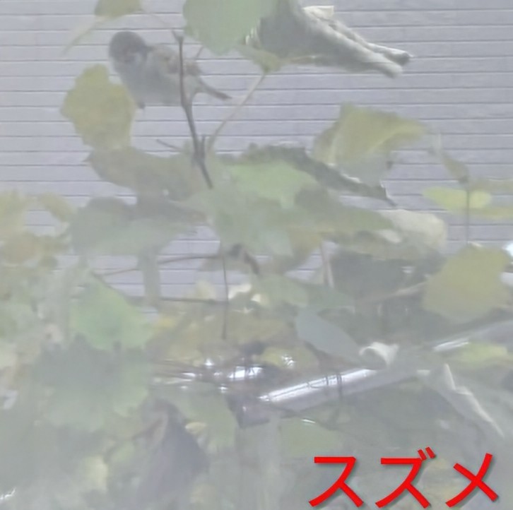 f:id:shringo51:20251111165324j:image