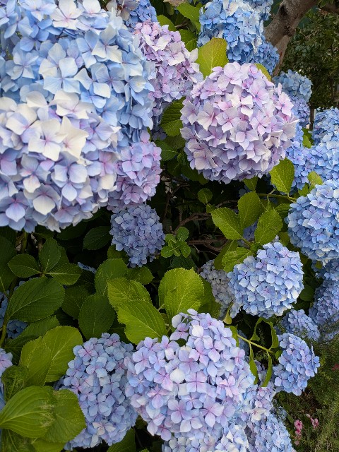 f:id:shringo51:20260625203504j:image f:id:shringo51:20260625203504j:image