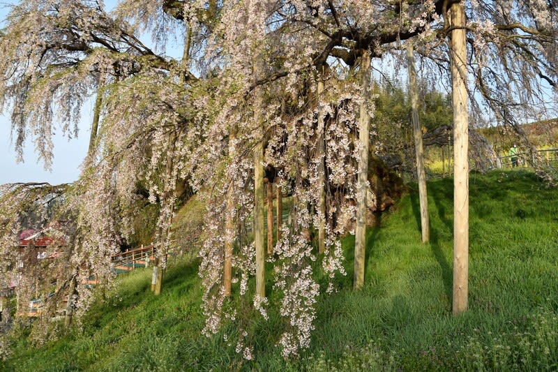 三春滝桜を観てきました - 早朝編(福島県三春町) - shuの花日記