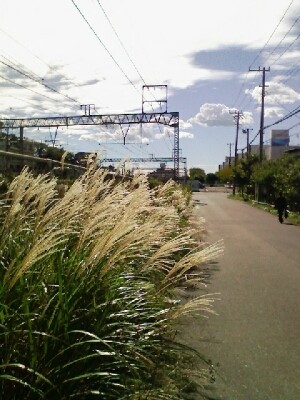 f:id:shu_rhabdo12:20061007214111j:image