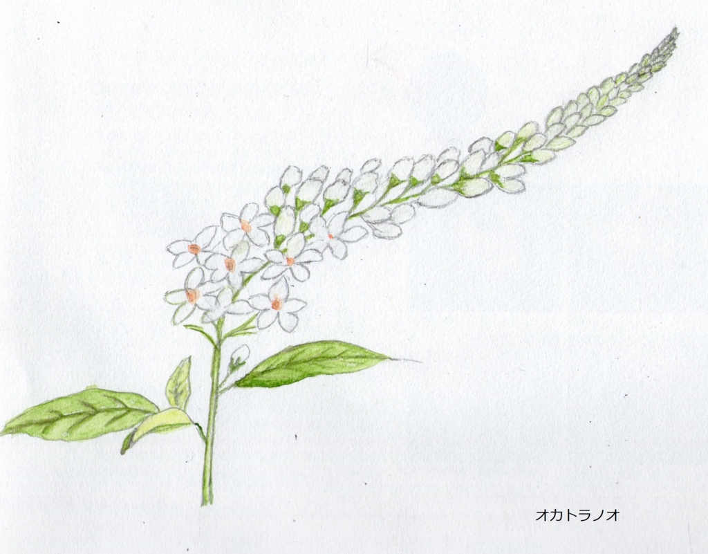 f:id:shuasai1207:20170325181655j:plain f:id:shuasai1207:20170325181655j:plain
