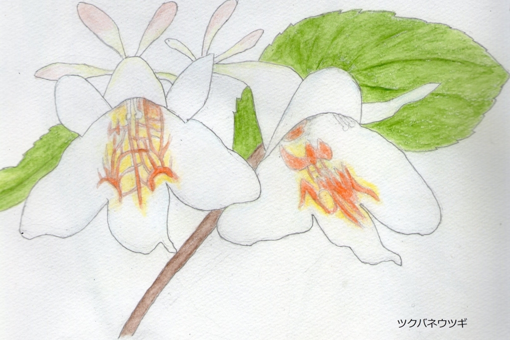 f:id:shuasai1207:20180305120810j:plain