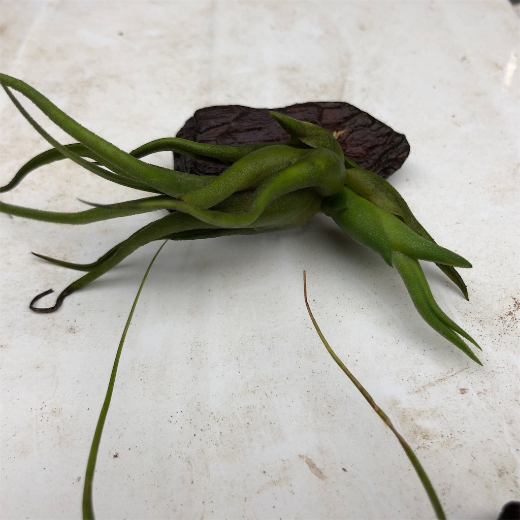 f:id:shue-a:20190902072331j:image