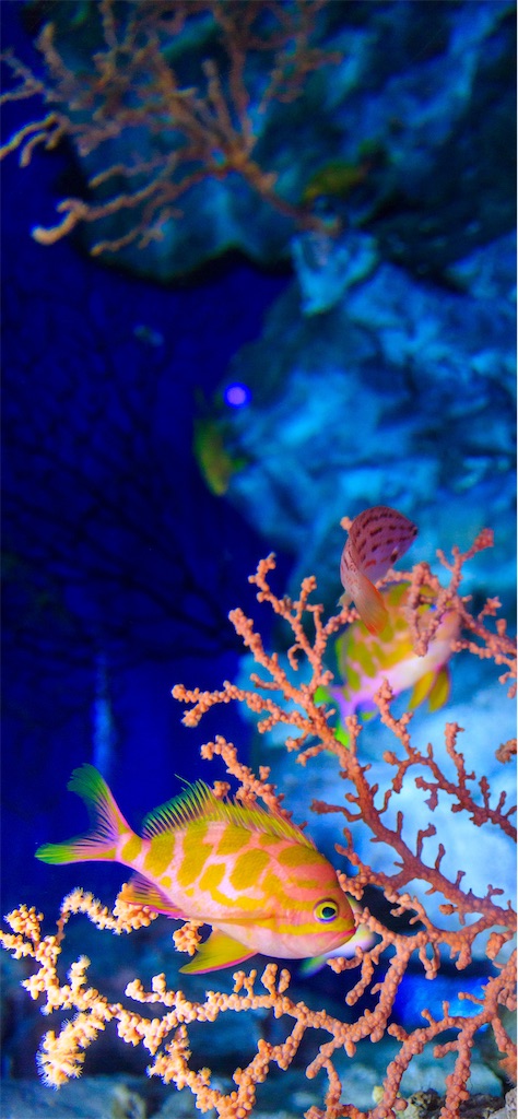 f:id:shue-a:20250522082354j:image