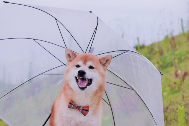 止まない雨はない 国際派行政学者の挑戦 止まない雨はない 国際派行政学者の挑戦