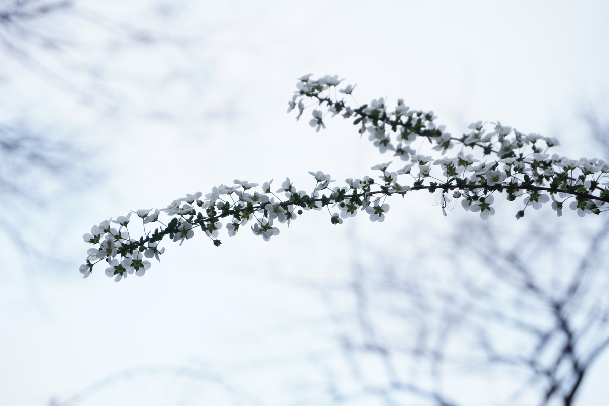 f:id:shuhei_e:20190316171509j:plain f:id:shuhei_e:20190316171509j:plain