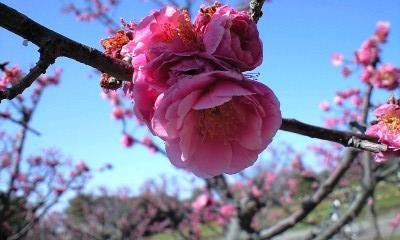 f:id:shuhey1973:20080321141610j:image f:id:shuhey1973:20080321141610j:image